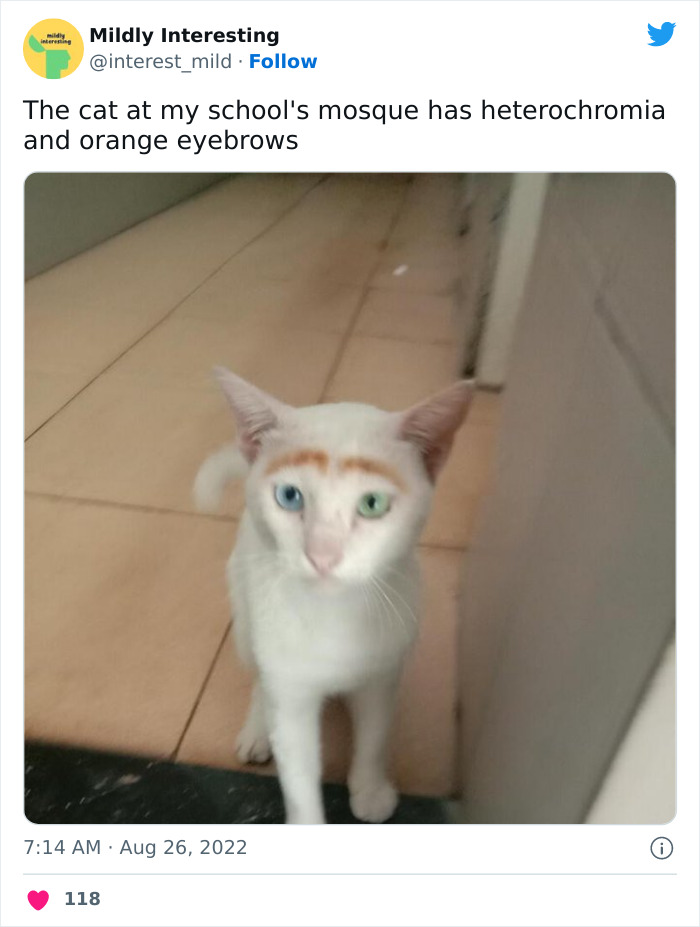 This Twitter Account Posts Things That Are Merely Amusing (40 Pics) This Twitter Account Posts Things That Are Merely Amusing (40 Pics)