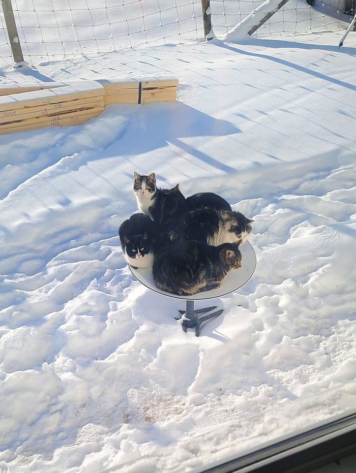 “Meanwhile, In Canada”: 50 Photos That Perfectly Sum Up Canada (New Pics) “Meanwhile, In Canada”: 50 Photos That Perfectly Sum Up Canada (New Pics)