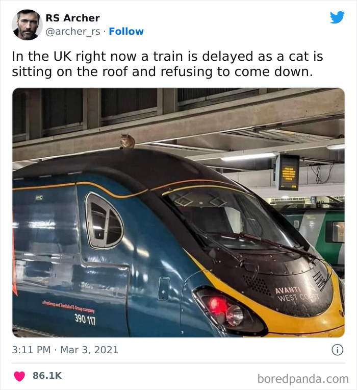 This Twitter Page Is Dedicated To Mischievous Animal Memes, Here Are 35 Of The Funniest Ones