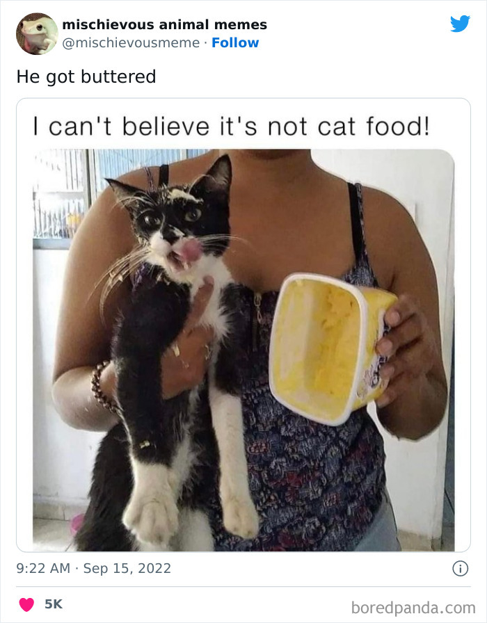 This Twitter Page Is Dedicated To Mischievous Animal Memes, Here Are 35 Of The Funniest Ones