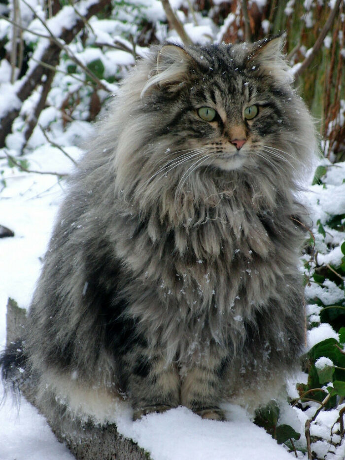 38 Photos Of The Fluffy And Majestic Side Of Norwegian Forest Cats 38 Photos Of The Fluffy And Majestic Side Of Norwegian Forest Cats
