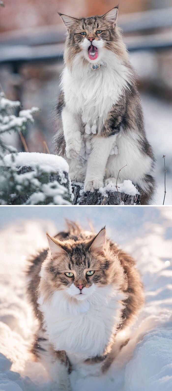 38 Photos Of The Fluffy And Majestic Side Of Norwegian Forest Cats 38 Photos Of The Fluffy And Majestic Side Of Norwegian Forest Cats
