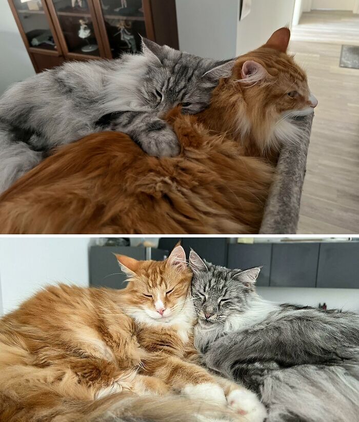 38 Photos Of The Fluffy And Majestic Side Of Norwegian Forest Cats 38 Photos Of The Fluffy And Majestic Side Of Norwegian Forest Cats