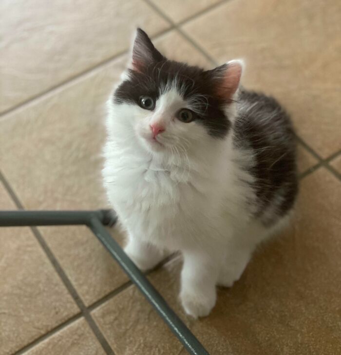 38 Photos Of The Fluffy And Majestic Side Of Norwegian Forest Cats 38 Photos Of The Fluffy And Majestic Side Of Norwegian Forest Cats