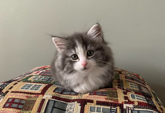 38 Photos Of The Fluffy And Majestic Side Of Norwegian Forest Cats 38 Photos Of The Fluffy And Majestic Side Of Norwegian Forest Cats