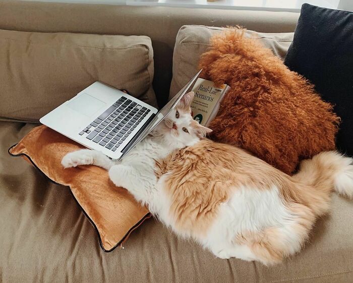 38 Photos Of The Fluffy And Majestic Side Of Norwegian Forest Cats 38 Photos Of The Fluffy And Majestic Side Of Norwegian Forest Cats