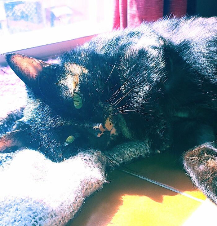 Hey Pandas, Show Us The Best Animal Picture You Took (Closed)