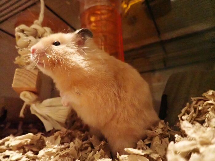 Hey Pandas, Show Us The Best Animal Picture You Took (Closed)