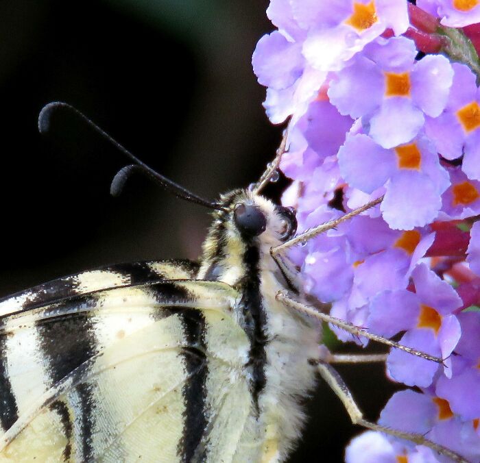 Hey Pandas, Show Us The Best Animal Picture You Took (Closed) Hey Pandas, Show Us The Best Animal Picture You Took (Closed)