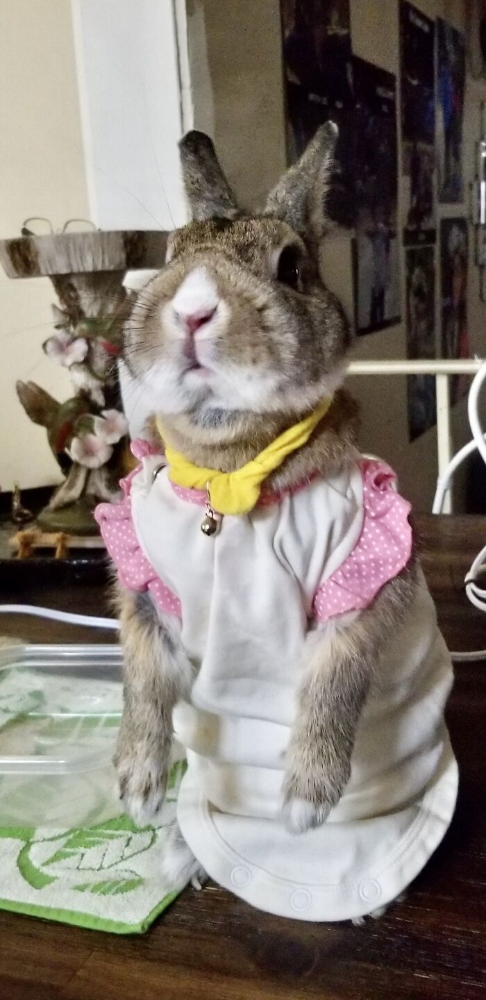 Hey Pandas, Show Us The Best Animal Picture You Took (Closed) Hey Pandas, Show Us The Best Animal Picture You Took (Closed)