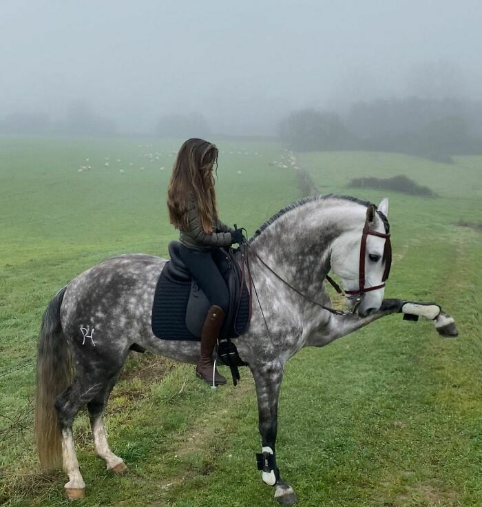 40 Moments When Horses Were Captured In All Their Power And Beauty 40 Moments When Horses Were Captured In All Their Power And Beauty