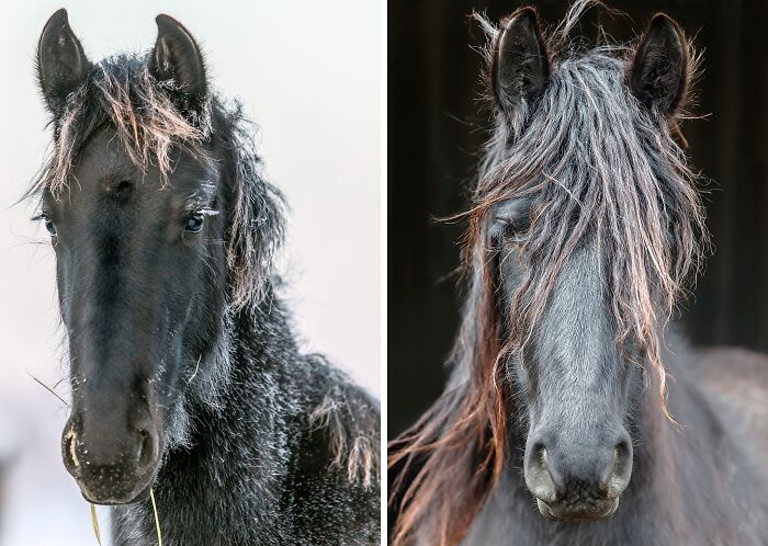 40 Moments When Horses Were Captured In All Their Power And Beauty 40 Moments When Horses Were Captured In All Their Power And Beauty