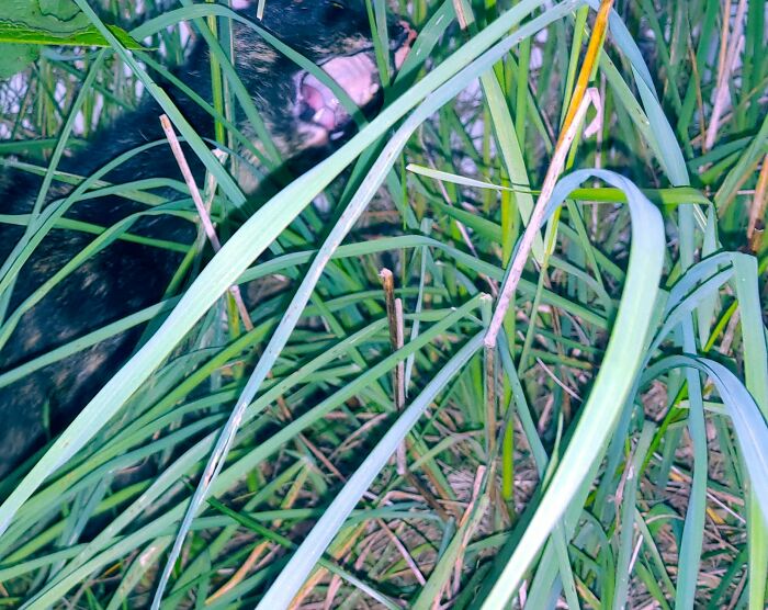 Hey Pandas, Post Pics Of Camouflaged Animals (Closed) Hey Pandas, Post Pics Of Camouflaged Animals (Closed)