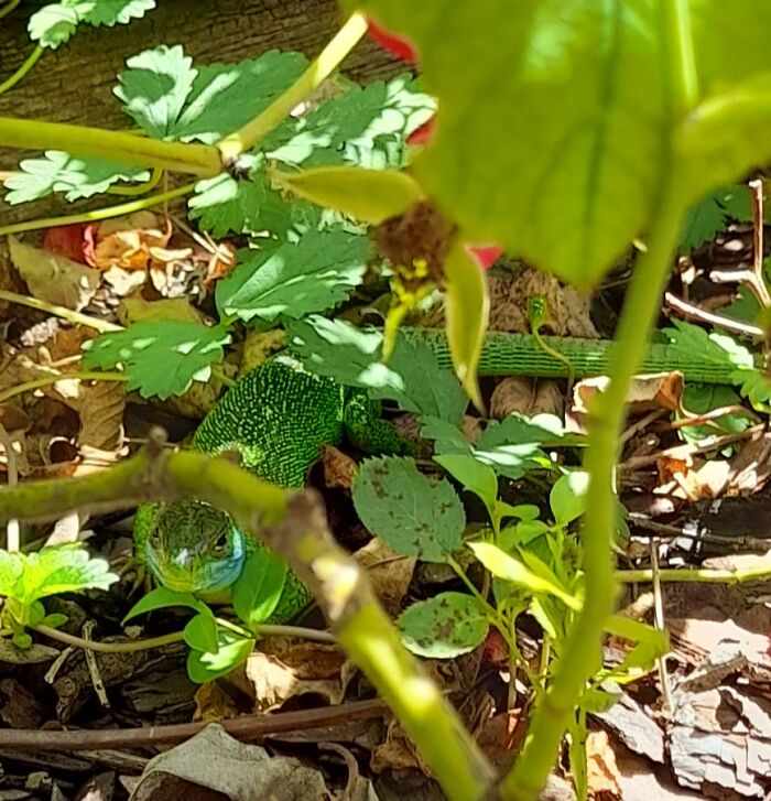 Hey Pandas, Post Pics Of Camouflaged Animals (Closed) Hey Pandas, Post Pics Of Camouflaged Animals (Closed)