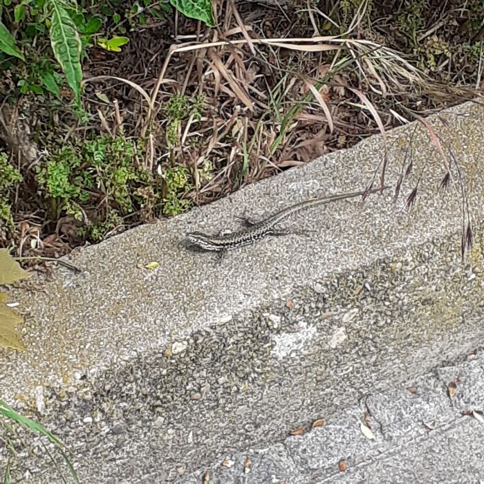 Hey Pandas, Post Pics Of Camouflaged Animals (Closed) Hey Pandas, Post Pics Of Camouflaged Animals (Closed)