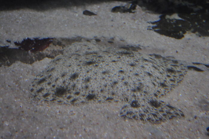 Hey Pandas, Post Pics Of Camouflaged Animals (Closed) Hey Pandas, Post Pics Of Camouflaged Animals (Closed)