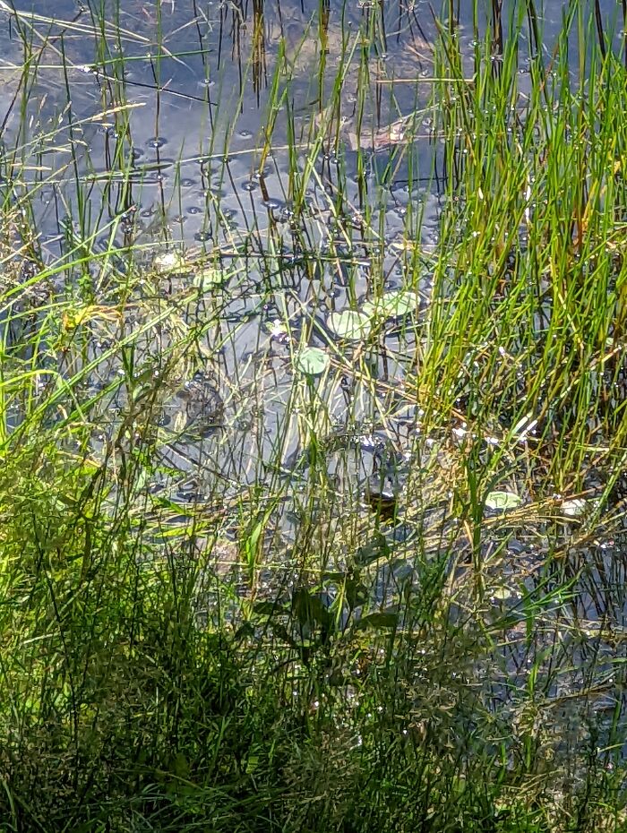 Hey Pandas, Post Pics Of Camouflaged Animals (Closed) Hey Pandas, Post Pics Of Camouflaged Animals (Closed)