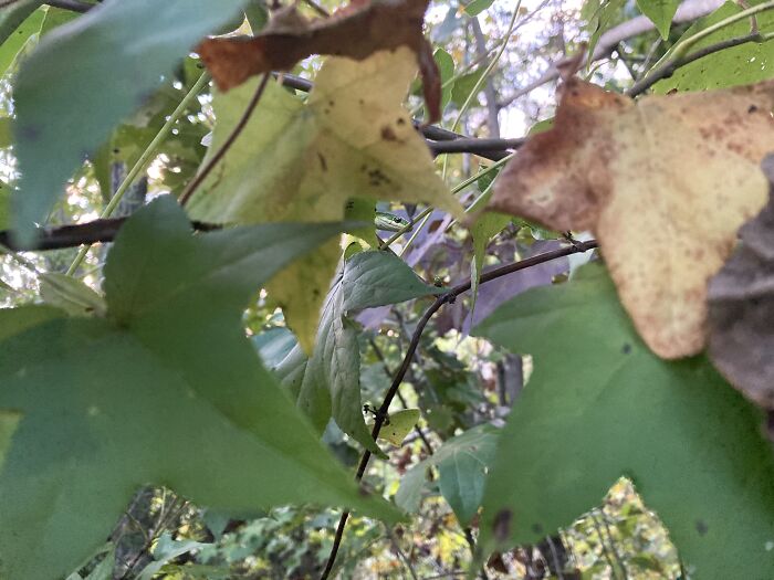 Hey Pandas, Post Pics Of Camouflaged Animals (Closed) Hey Pandas, Post Pics Of Camouflaged Animals (Closed)