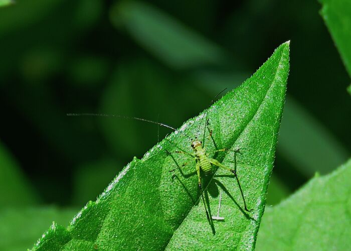 Hey Pandas, Post Pics Of Camouflaged Animals (Closed) Hey Pandas, Post Pics Of Camouflaged Animals (Closed)