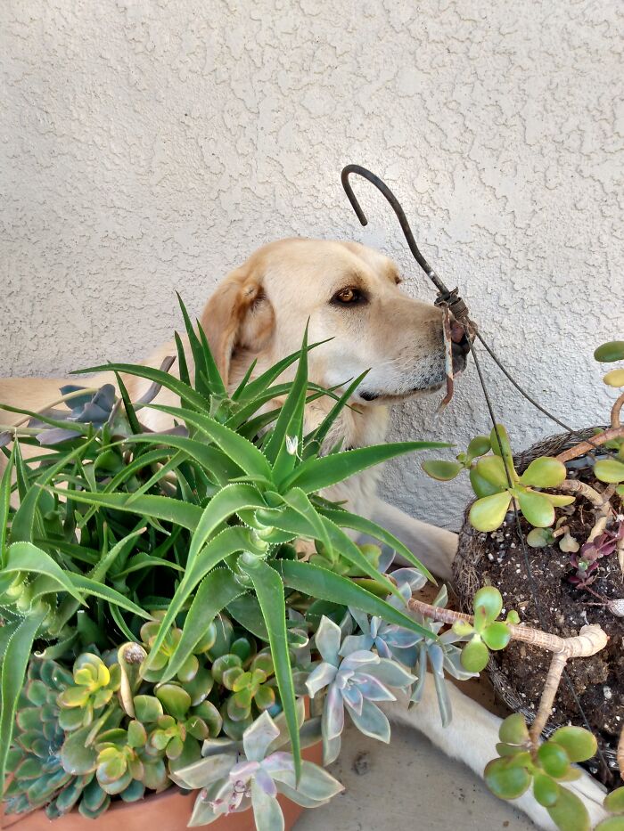 Hey Pandas, Post Pics Of Camouflaged Animals (Closed) Hey Pandas, Post Pics Of Camouflaged Animals (Closed)