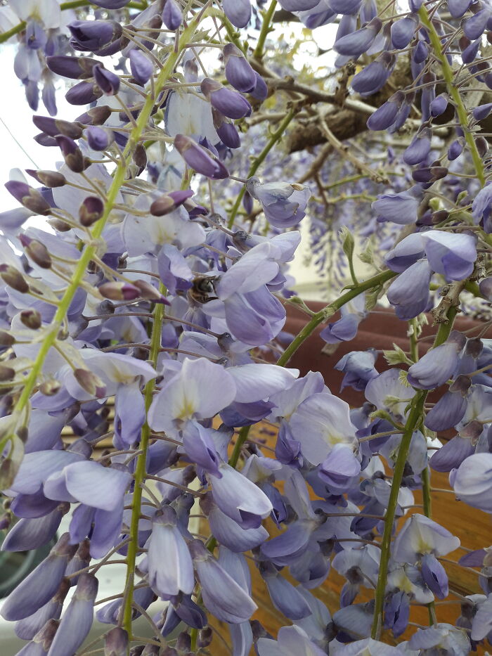 Hey Pandas, Post Pics Of Camouflaged Animals (Closed) Hey Pandas, Post Pics Of Camouflaged Animals (Closed)