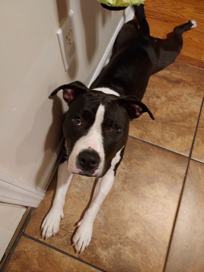 Hey Pandas, Post A Picture Of Your Special Needs Or Senior Pet (Closed)