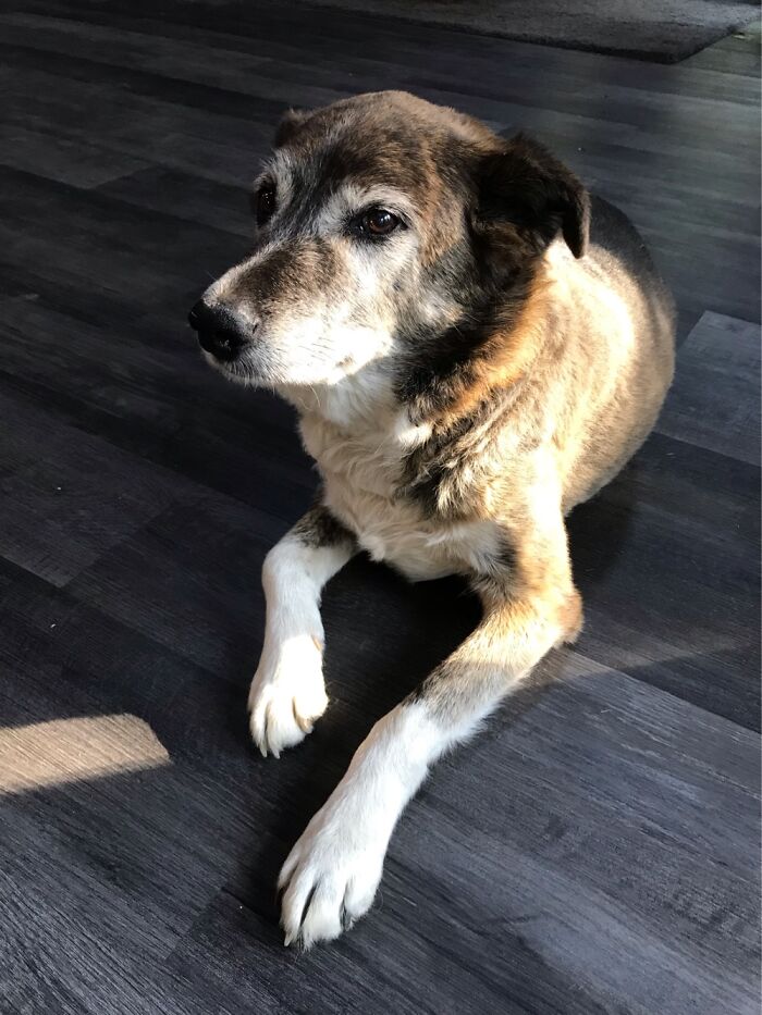 Hey Pandas, Post A Picture Of Your Special Needs Or Senior Pet (Closed)