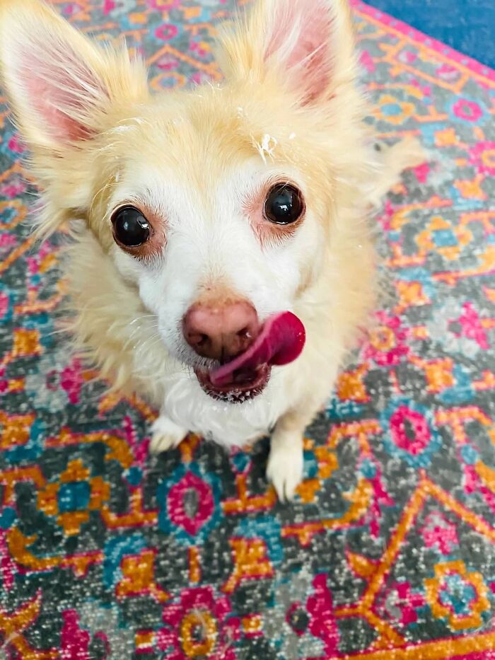 Hey Pandas, Post A Picture Of Your Special Needs Or Senior Pet (Closed)