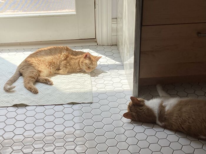 Hey Pandas, Post A Picture Of Your Special Needs Or Senior Pet (Closed)