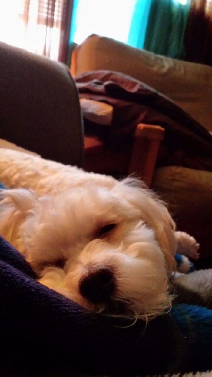 Hey Pandas, Post A Picture Of Your Special Needs Or Senior Pet (Closed)