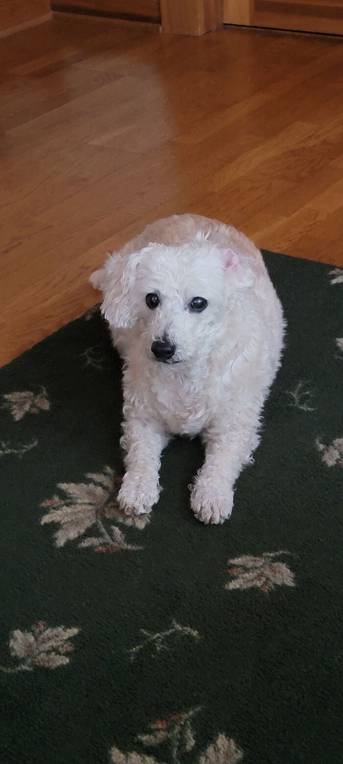 Hey Pandas, Post A Picture Of Your Special Needs Or Senior Pet (Closed)