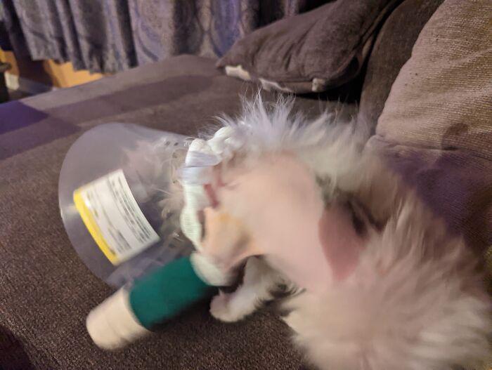 Hey Pandas, Post A Picture Of Your Special Needs Or Senior Pet (Closed)