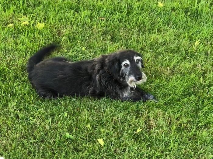 Hey Pandas, Post A Picture Of Your Special Needs Or Senior Pet (Closed)