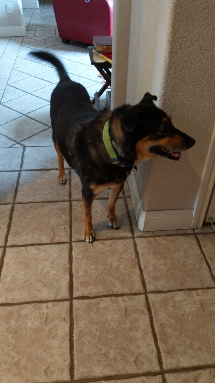 Hey Pandas, Post A Picture Of Your Special Needs Or Senior Pet (Closed)