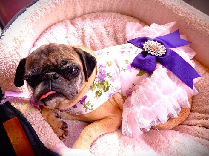 Hey Pandas, Post A Picture Of Your Special Needs Or Senior Pet (Closed)