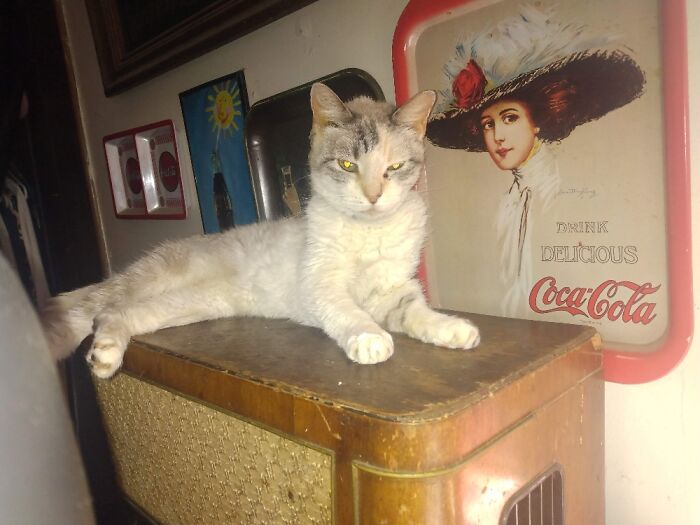 Hey Pandas, Post A Picture Of Your Special Needs Or Senior Pet (Closed)