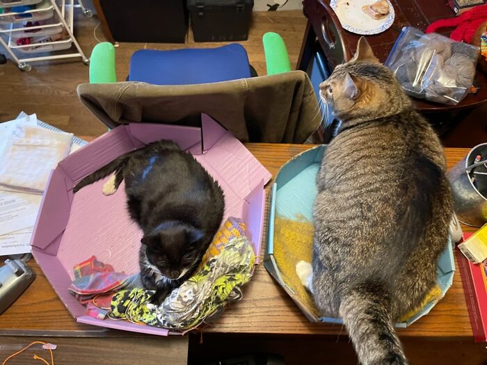 Hey Pandas, Post A Picture Of Your Special Needs Or Senior Pet (Closed)