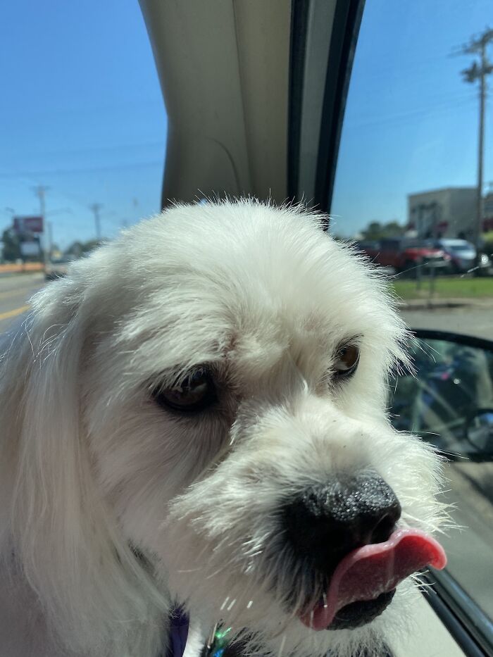 Hey Pandas, Post A Picture Of Your Special Needs Or Senior Pet (Closed)