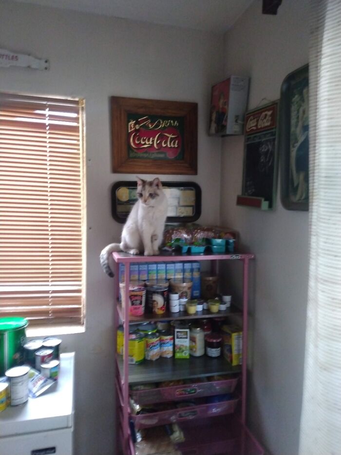 Hey Pandas, Post A Picture Of Your Special Needs Or Senior Pet (Closed)