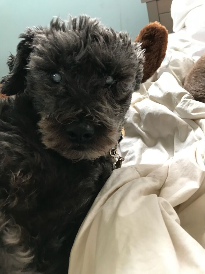 Hey Pandas, Post A Picture Of Your Special Needs Or Senior Pet (Closed)