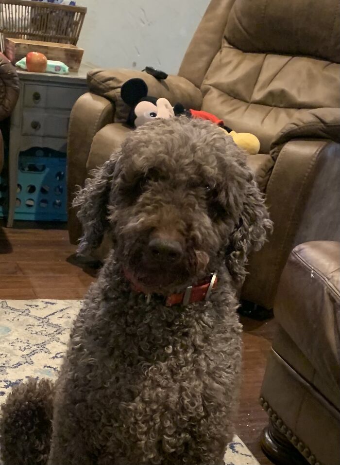 Hey Pandas, Post A Picture Of Your Special Needs Or Senior Pet (Closed)