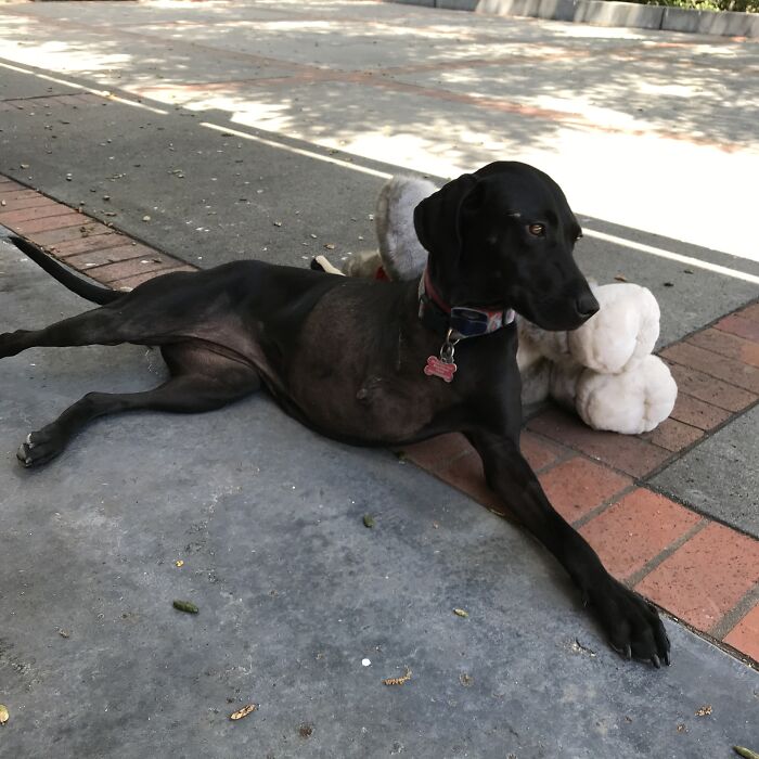 Hey Pandas, Post A Picture Of Your Special Needs Or Senior Pet (Closed)