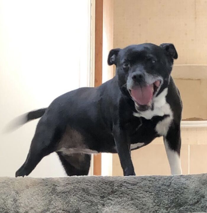 Hey Pandas, Post A Picture Of Your Special Needs Or Senior Pet (Closed)