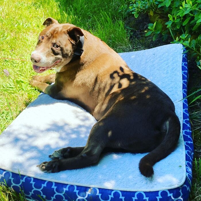 Hey Pandas, Post A Picture Of Your Special Needs Or Senior Pet (Closed)