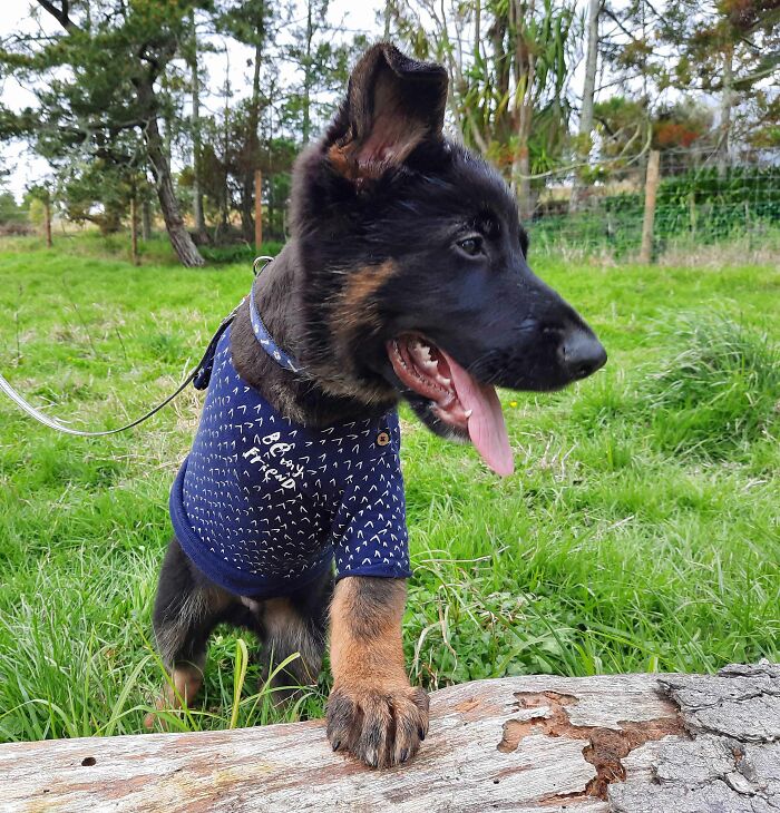 Hey Pandas, Post A Picture Of Your Special Needs Or Senior Pet (Closed)