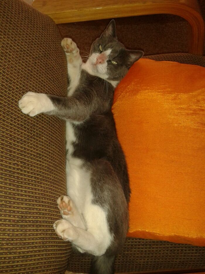 Hey Pandas, Post A Picture Of Your Special Needs Or Senior Pet (Closed)