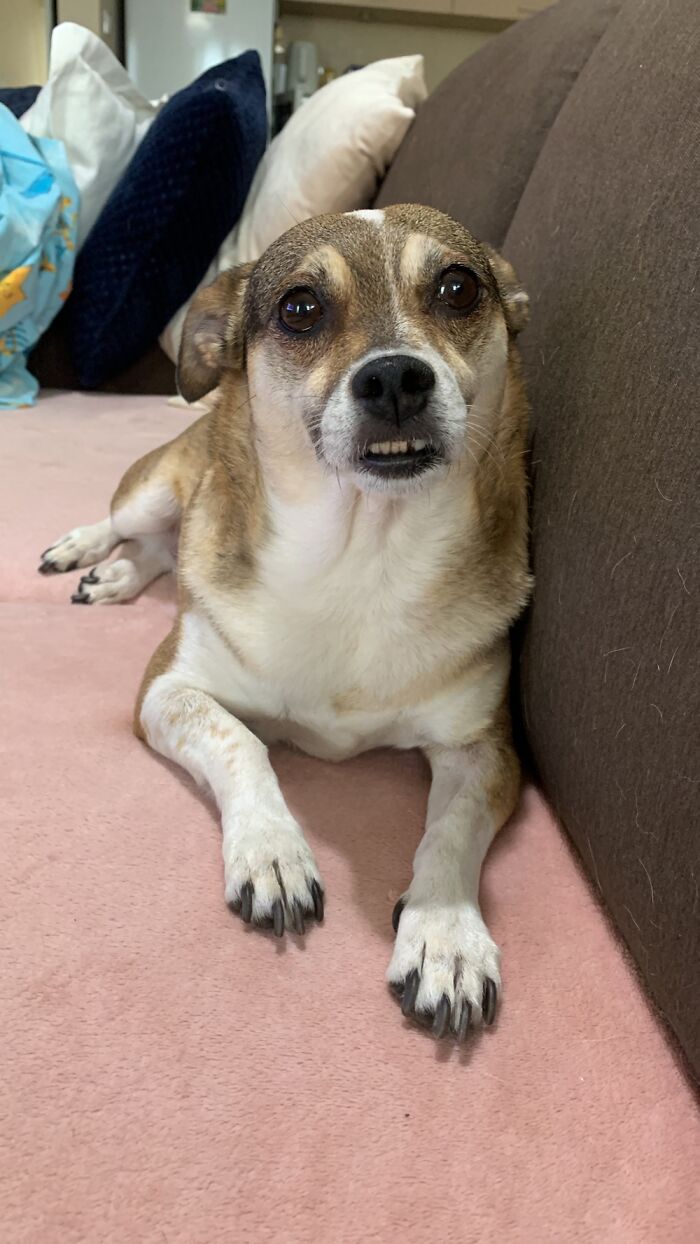 Hey Pandas, Post A Picture Of Your Special Needs Or Senior Pet (Closed)