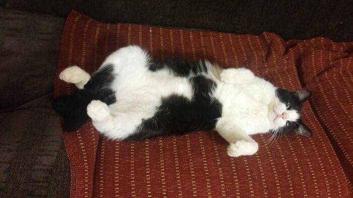 Hey Pandas, Post A Picture Of Your Special Needs Or Senior Pet (Closed)