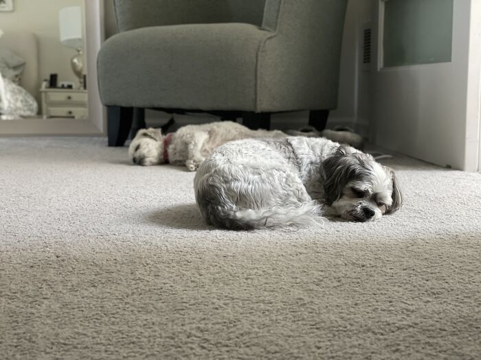 Hey Pandas, Post A Picture Of Your Special Needs Or Senior Pet (Closed)