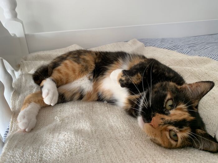 Hey Pandas, Post A Picture Of Your Special Needs Or Senior Pet (Closed)